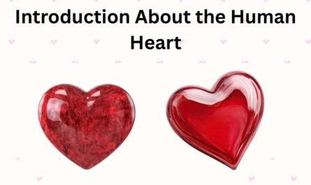 Introduction About the Human Heart