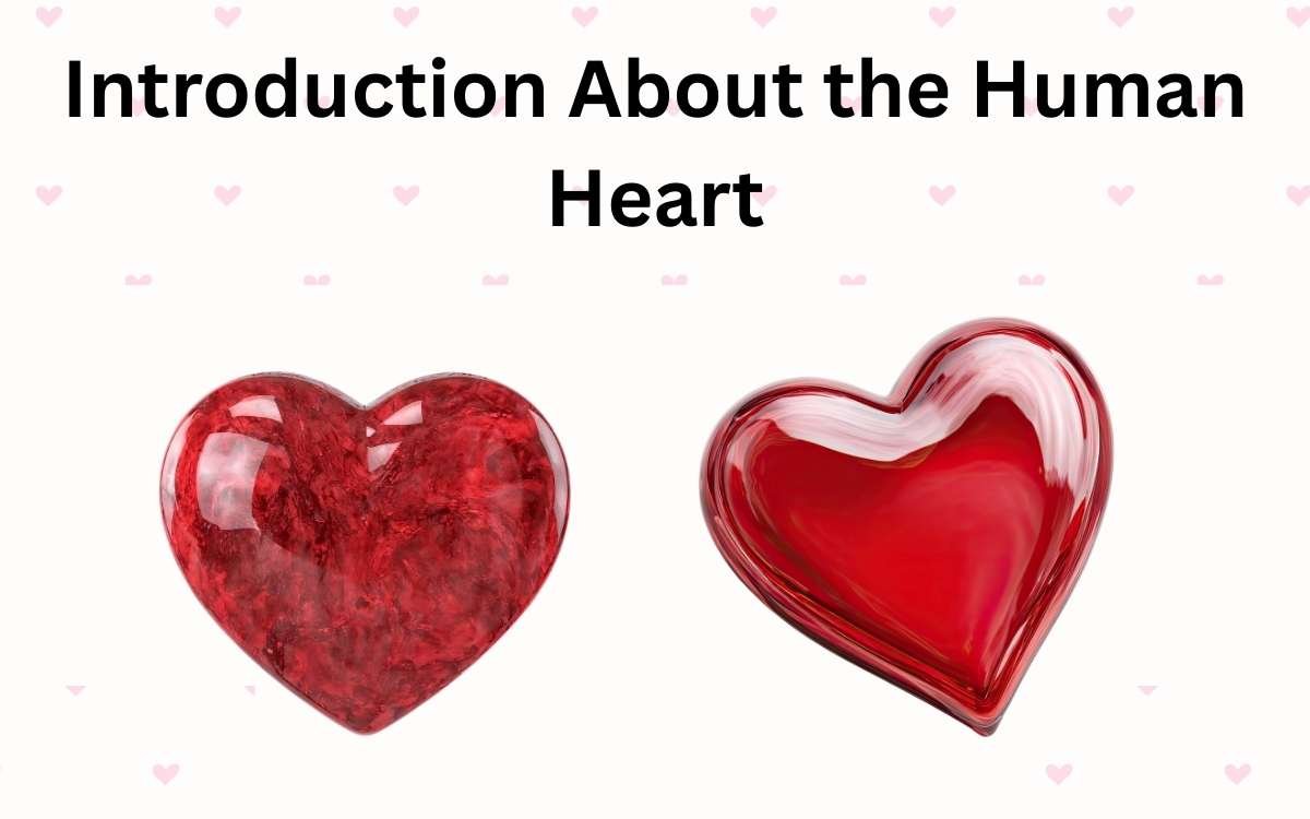 Introduction About the Human Heart